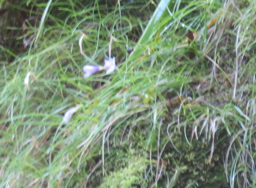 Geissorhiza uliginosa