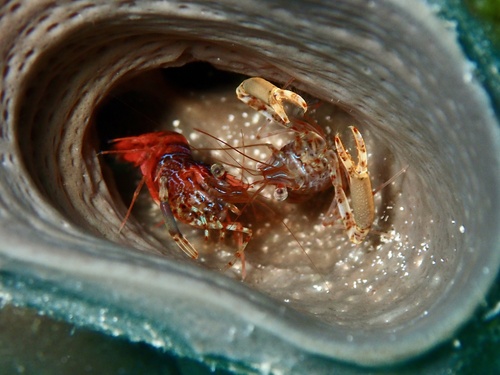 taxonomy_inaturalist image for Brachycarpus biunguiculatus