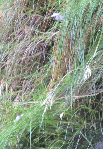 Geissorhiza uliginosa