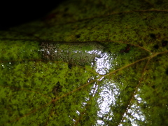Phyllonorycter issikii