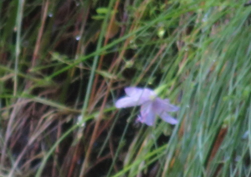 Geissorhiza uliginosa