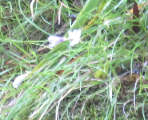 Geissorhiza uliginosa