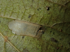 Phyllonorycter issikii