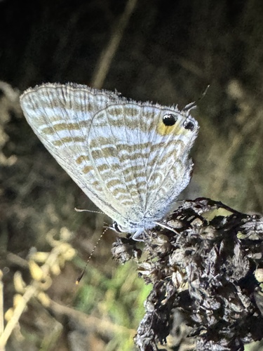 Pea Blue