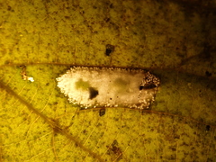 Phyllonorycter issikii