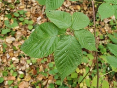 Rubus