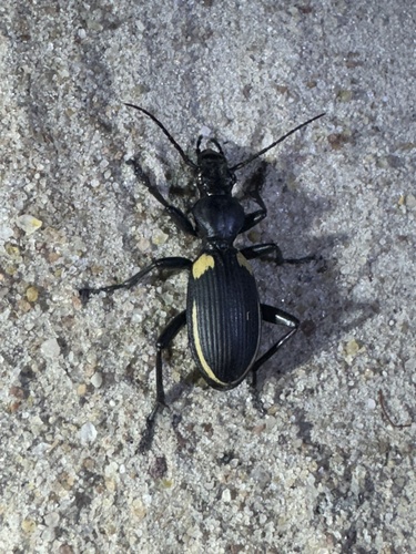 Twospot Ground Beetle