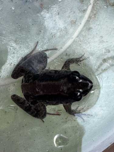 Eastern puddle frog