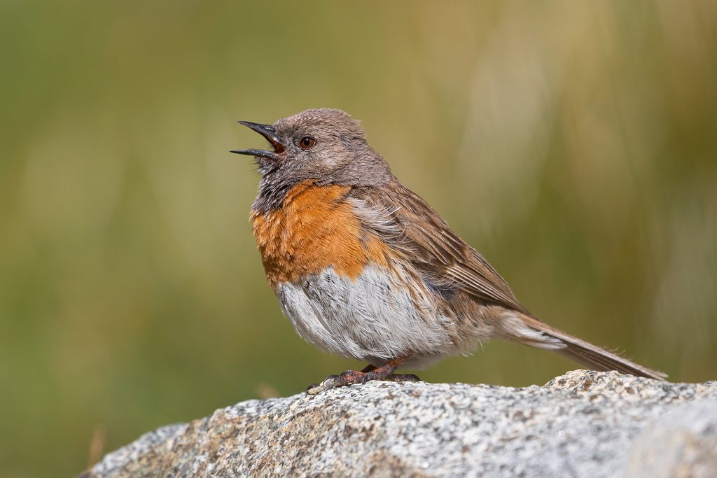 Robin Accentor