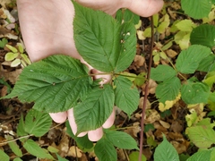 Rubus