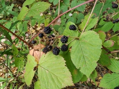 Rubus