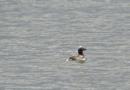 Patka ledara (Clangula hyemalis)
