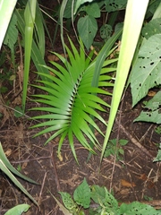 Zamia herrerae