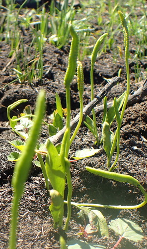 Image of Ophioglossum polyphyllum by (c) Nicola van Berkel, some rights reserved (CC BY-SA)