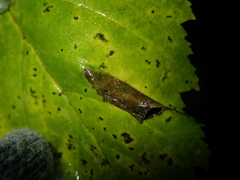 Phyllonorycter acaciella