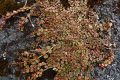 Epilobium nerteroides
