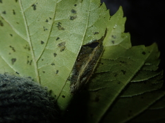 Phyllonorycter acaciella