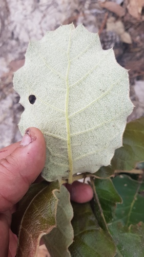 Leather leaf mexican oak