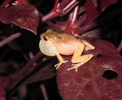 Pseudophilautus popularis