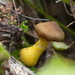 Bulbous Honey Fungus - Photo (c) Tatiana Bulyonkova, some rights reserved (CC BY-SA)