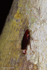 Shelfordina terminalis