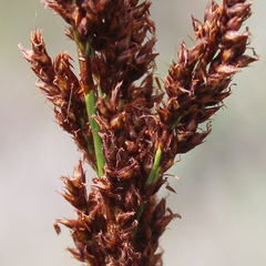 Machaerina teretifolia