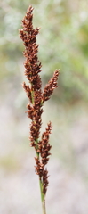 Machaerina teretifolia