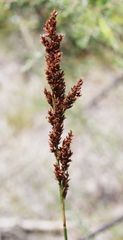 Machaerina teretifolia