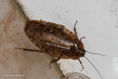 Morphna maculata