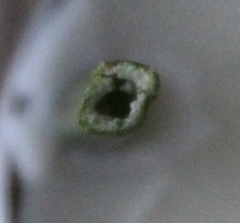 Machaerina teretifolia
