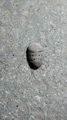 Arenivaga adamsi