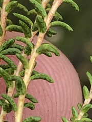 Agathosma cerefolium