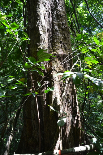 Image of Terminalia amazonia by (c) Letizia Weichgrebe, some rights reserved (CC BY)