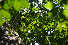 Terminalia amazonia