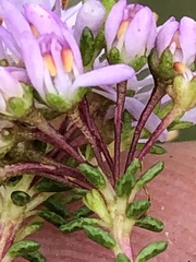 Agathosma cerefolium