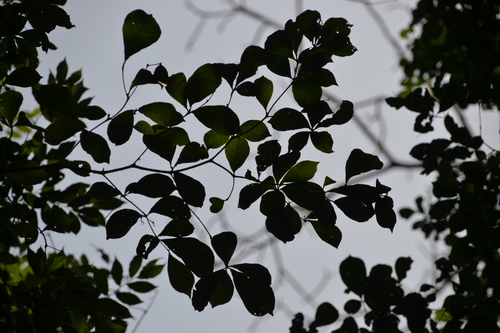 Image of Terminalia amazonia by (c) Letizia Weichgrebe, some rights reserved (CC BY)
