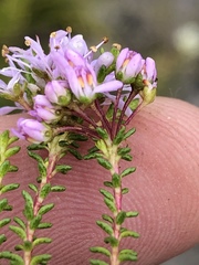 Agathosma cerefolium