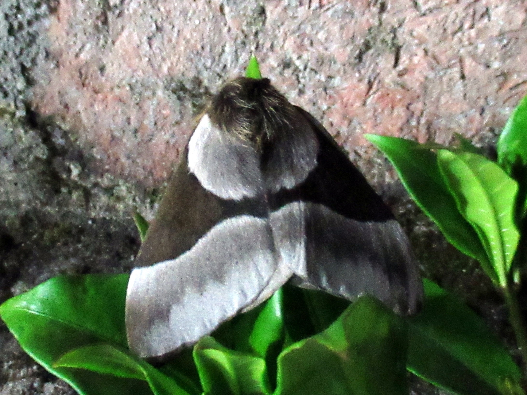 Saturniidae image