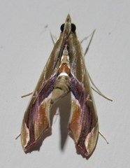 Agathodes designalis