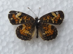 Phyciodes phaon phaon