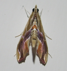 Agathodes designalis