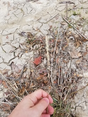 Tridens albescens
