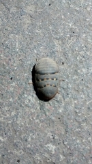 Arenivaga adamsi