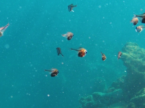 Pempheris rhomboidea