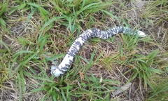 Amphisbaena fuliginosa