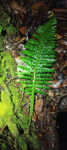 Plagiogyria stenoptera (Plagiogyria stenoptera)