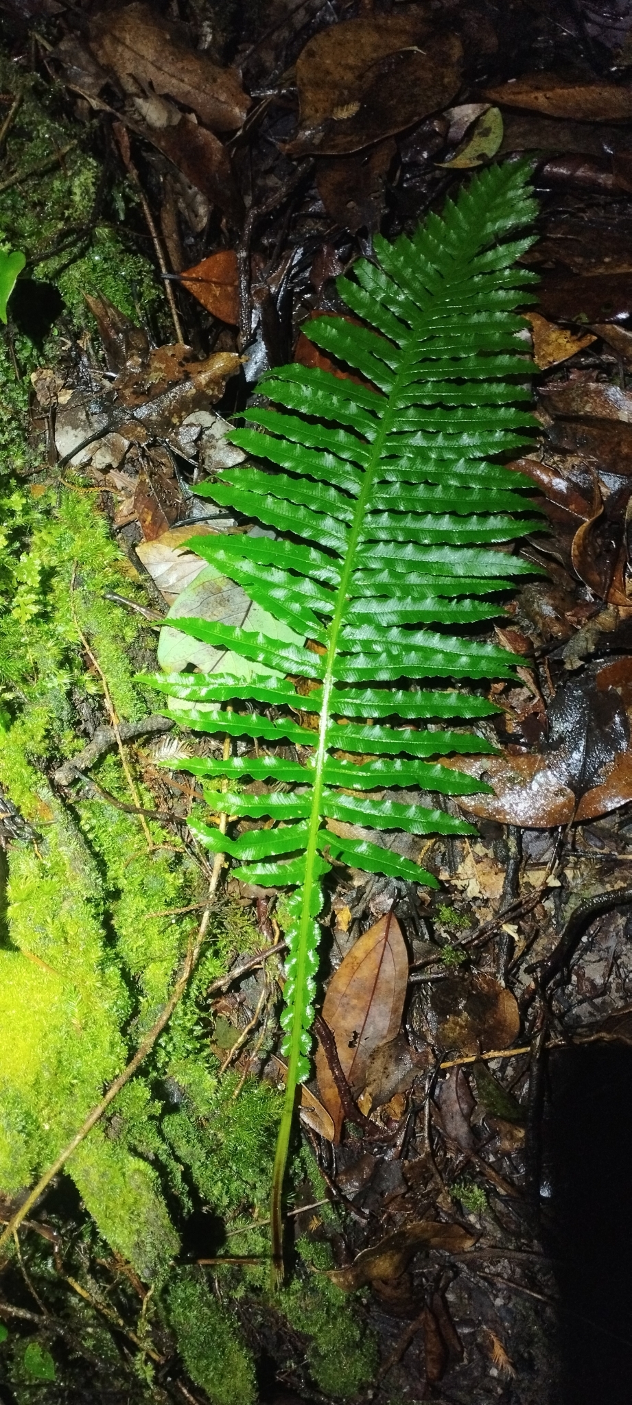 Plagiogyria stenoptera (Plagiogyria stenoptera)
