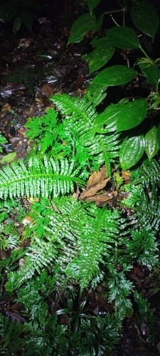 Plagiogyria stenoptera, photograph 5