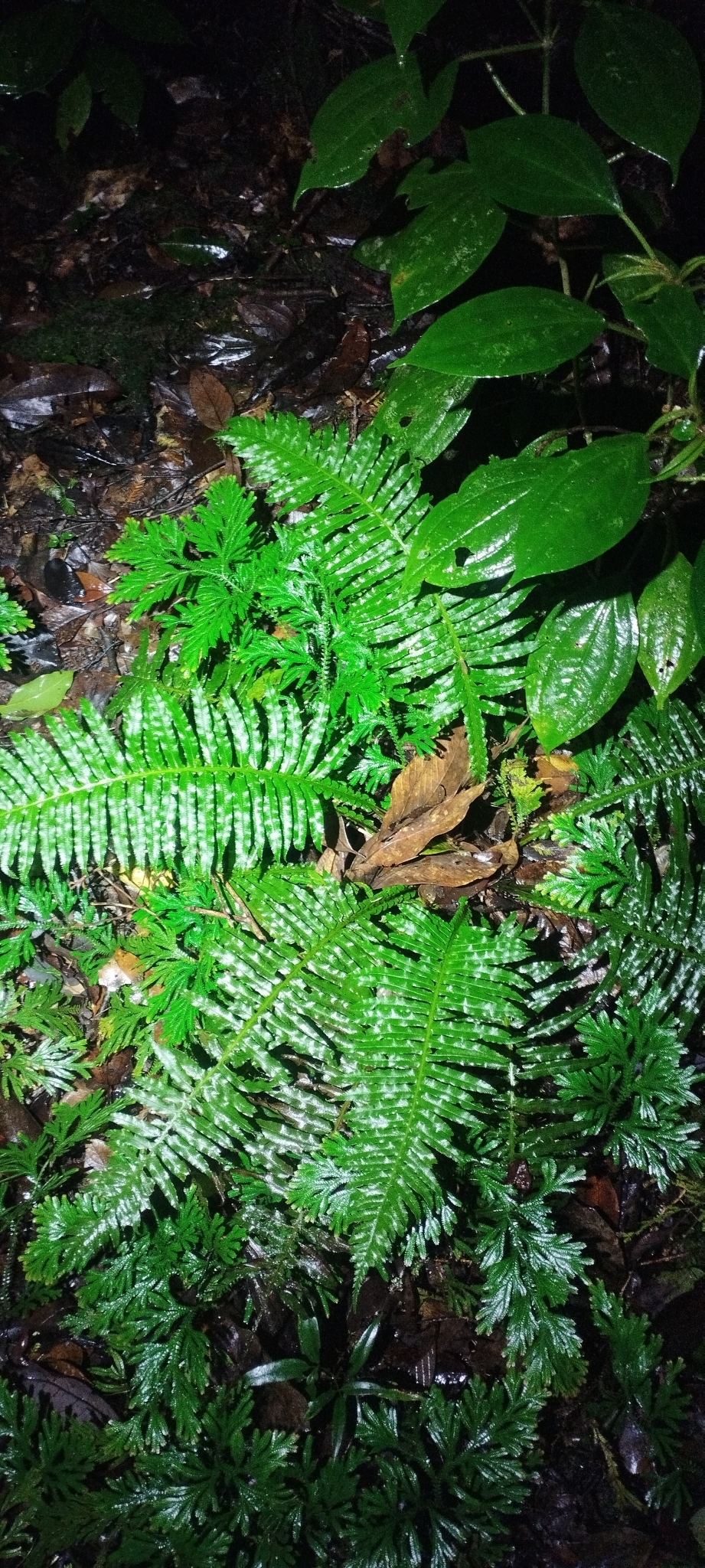 Plagiogyria stenoptera — ảnh 2