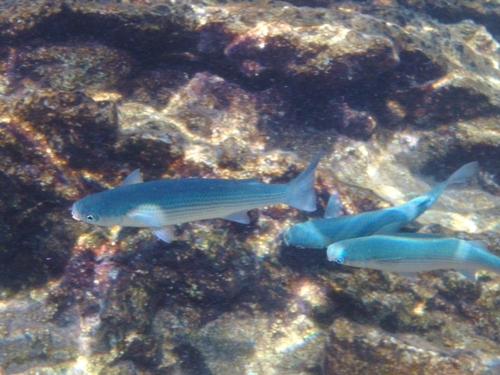 Oedalechilus labeo